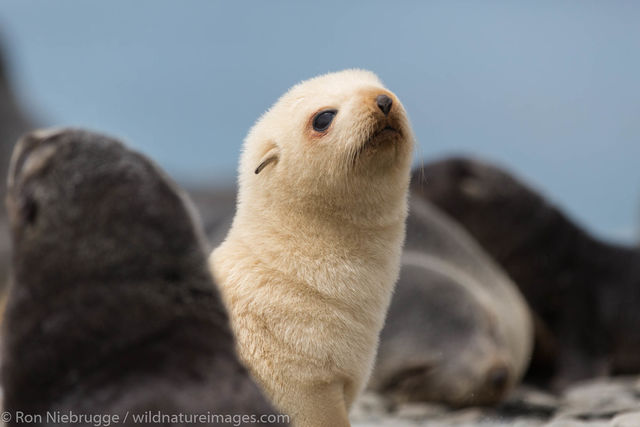 Leucistic Antarctic fur seal