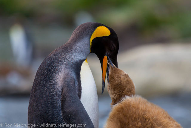 King penguins, Gold Harbour