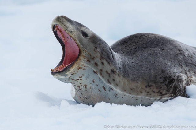 Leopard seal