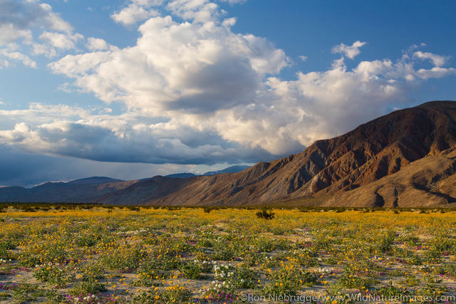 Anza Borrego Desert State Park