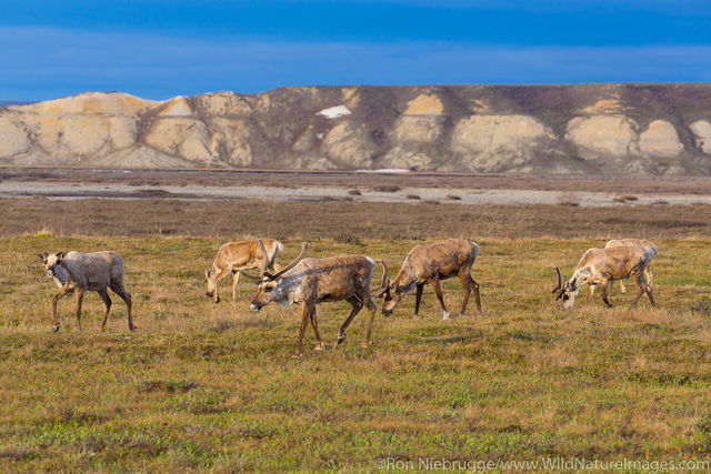 Caribou