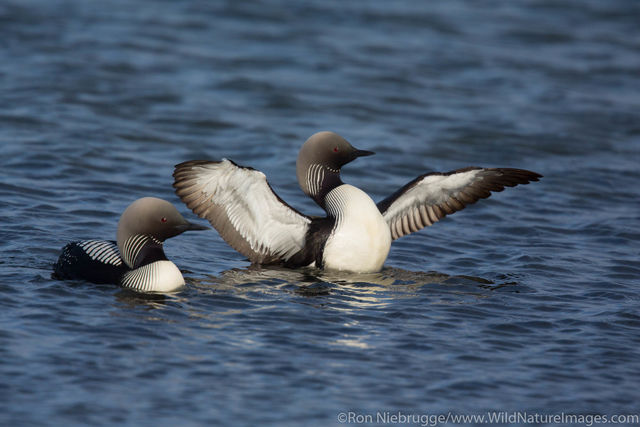 Pacific Loon