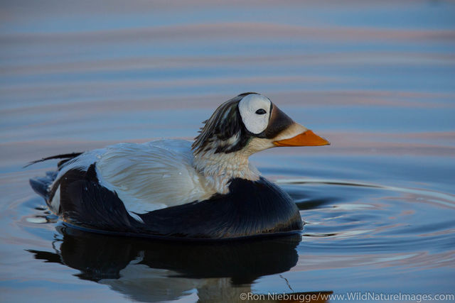 Spectacled Eider