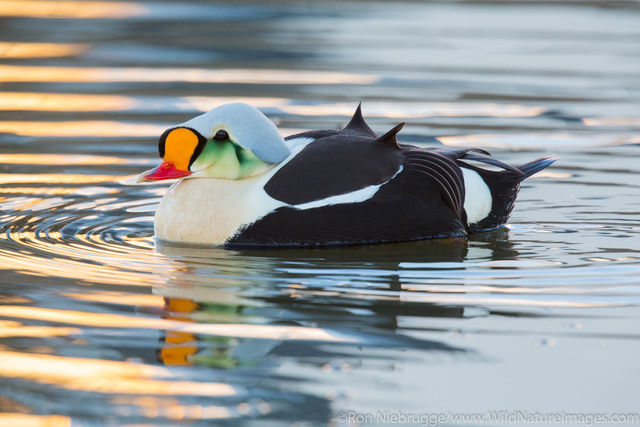 King Eider