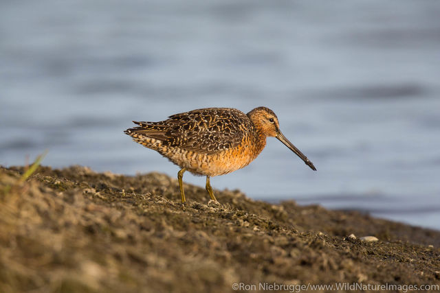 Short-billed dowitcher