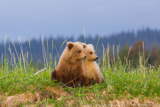 Grizzly Bear Cubs