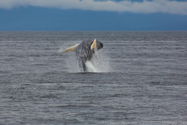 Breaching Humpback Whale