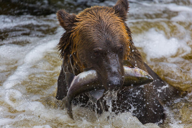 Fishing Bears