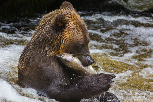 Fishing Bears