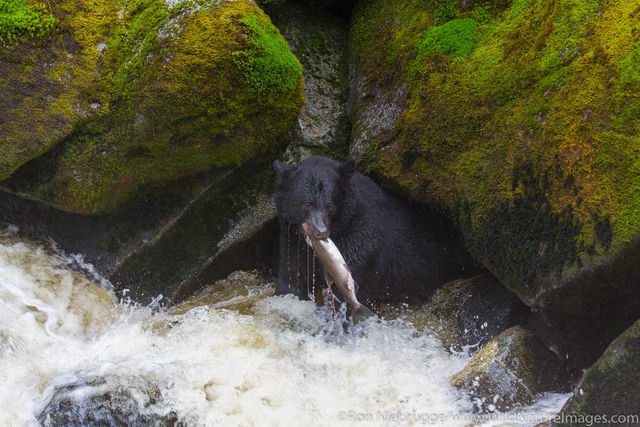 Fishing Bears