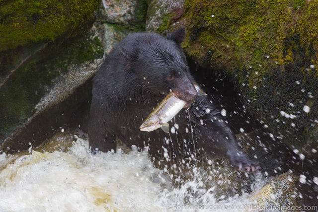 Fishing Bears