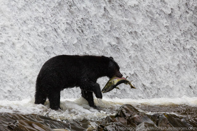 Fishing Black Bear