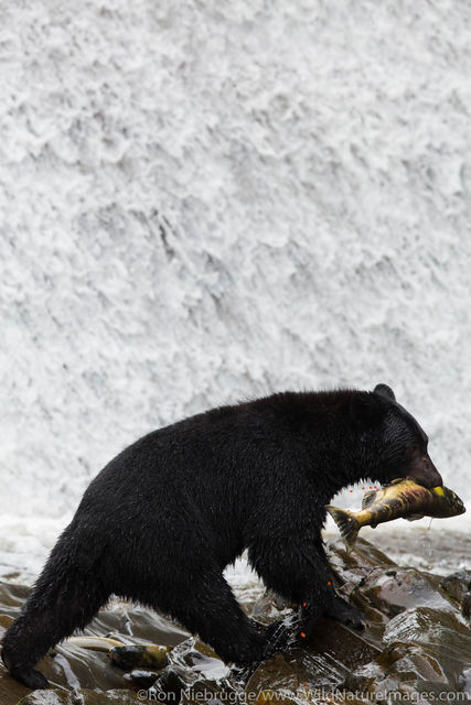 Fishing Black Bear