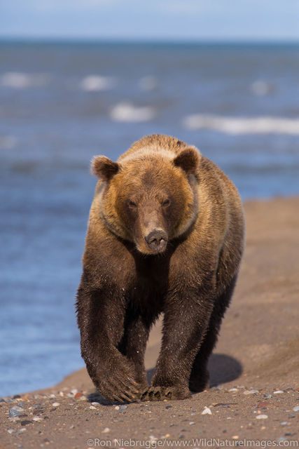Brown Bear