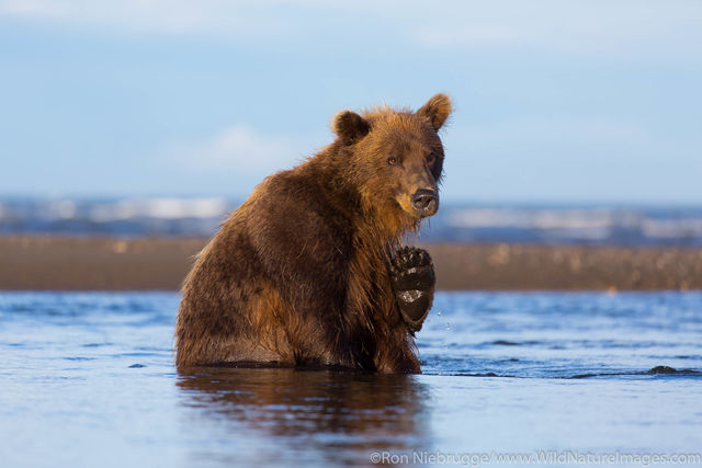 Brown Bear