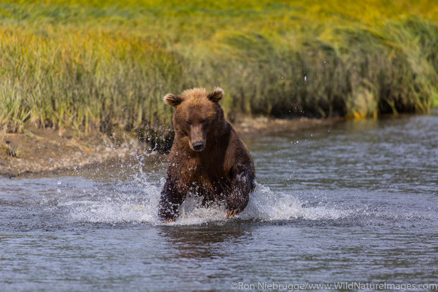 Brown Bear Charging