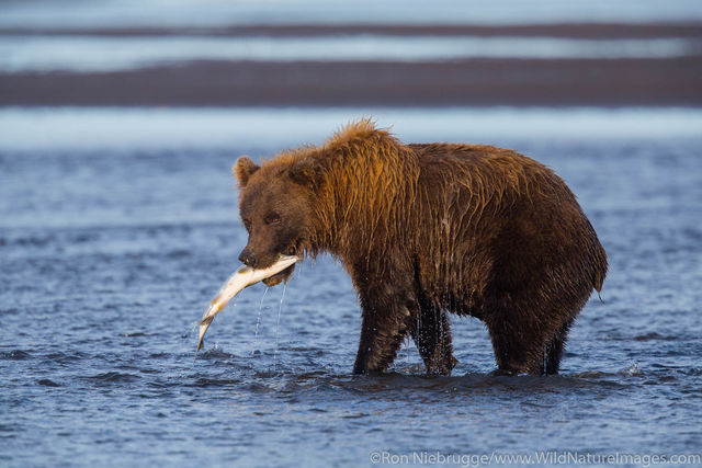 Fishing Grizzly Bear