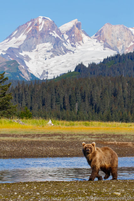 Brown Bear