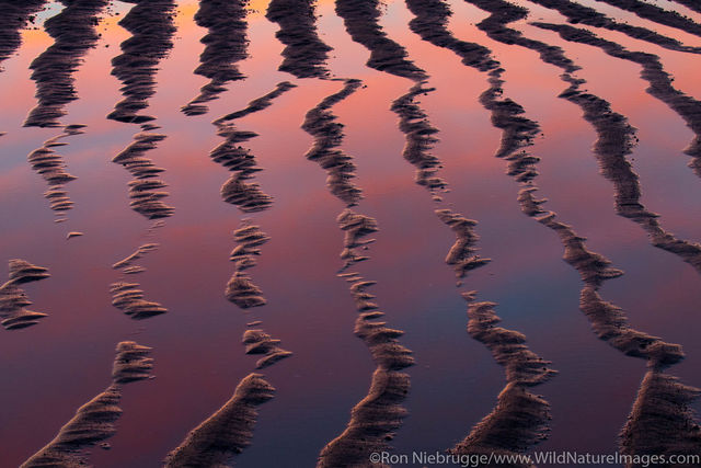 Mud Ripples