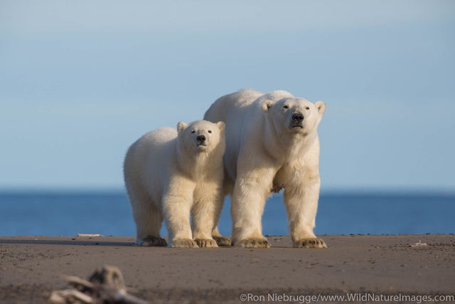 Polar Bears