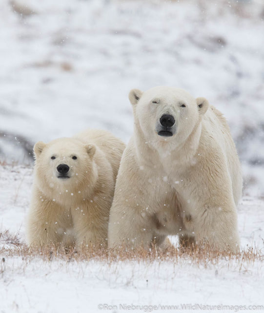 Polar Bears