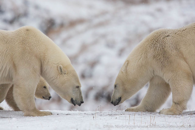 Polar Bears