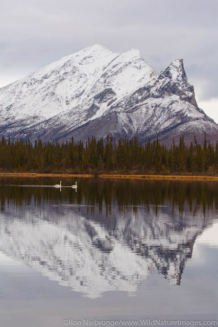 Tundra Swans