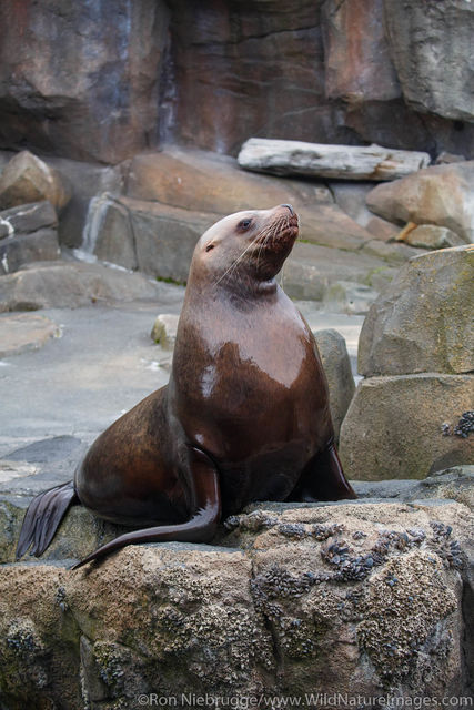 Steller Sea Lion