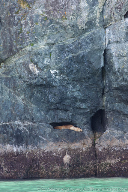 Steller Sea Lion