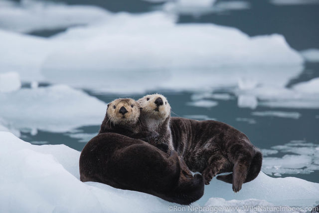 Sea Otter