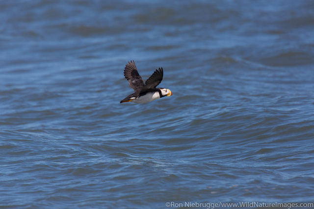 Horned Puffin