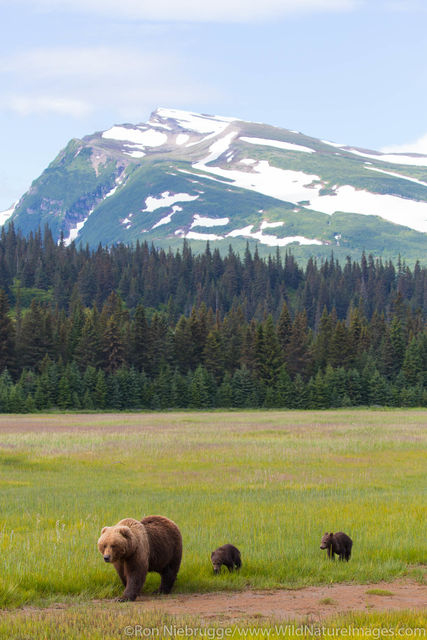 Sow with Cubs