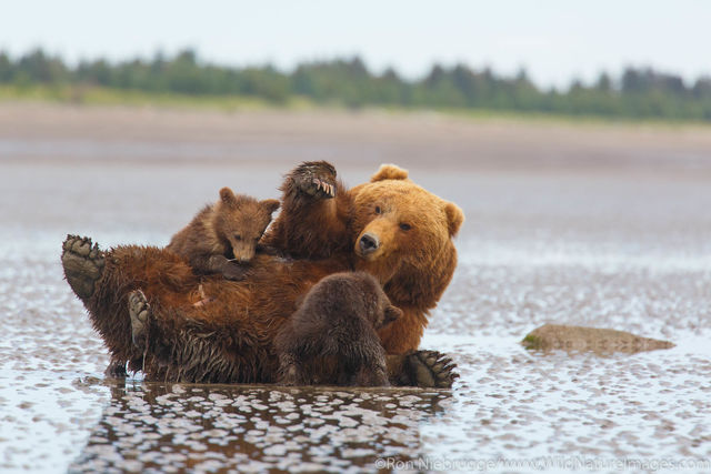 Sow nursing cubs