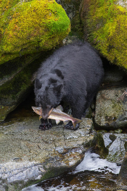 Black Bear Fishing
