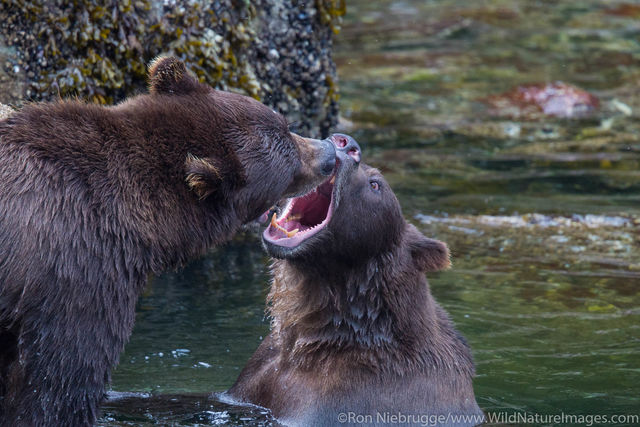Grizzly Bear
