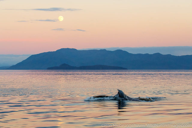Humpback Whale