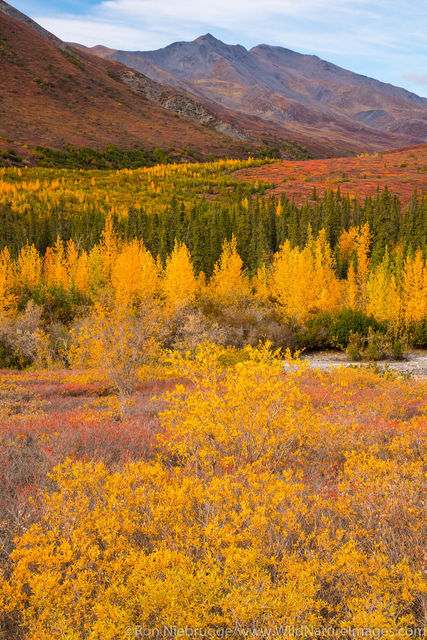 Autumn in Brooks Range