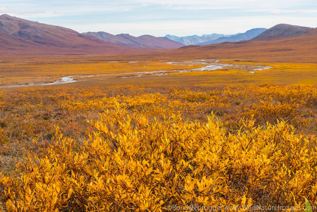 Autumn in Brooks Range
