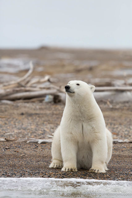 Polar Bears