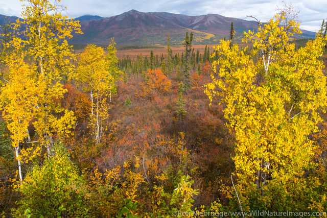 Autumn in Brooks Range