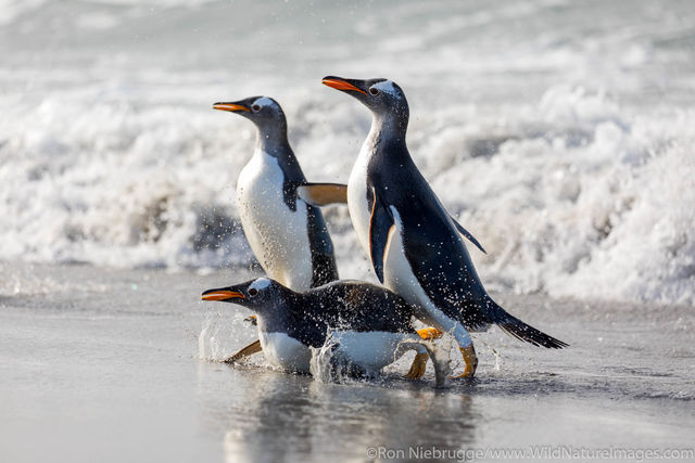 Gentoo Penguins