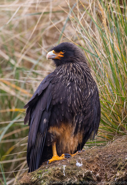 Striated Caracara