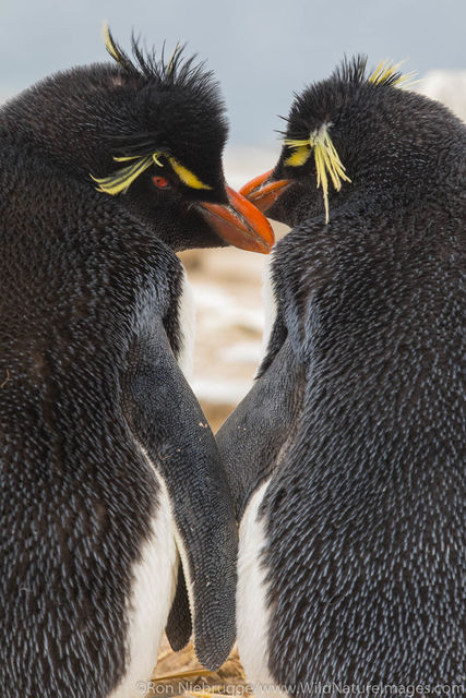 Rockhopper Penguin