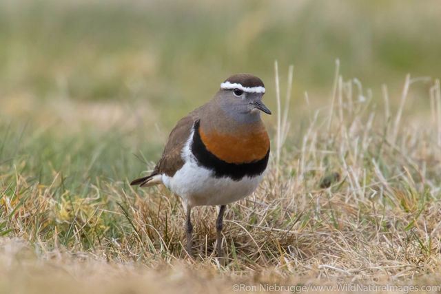 Rufous-chested dotterel