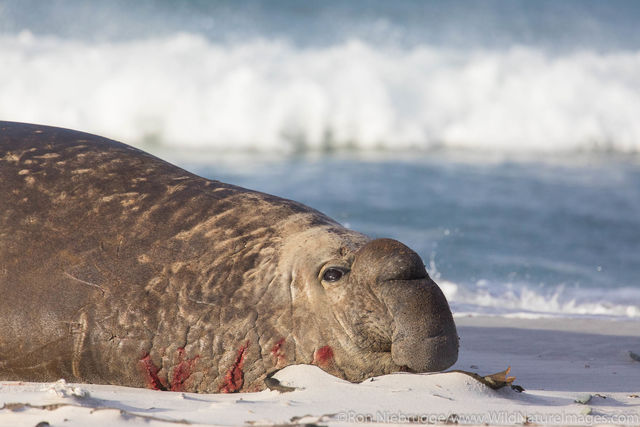 Southern Elephant Seal