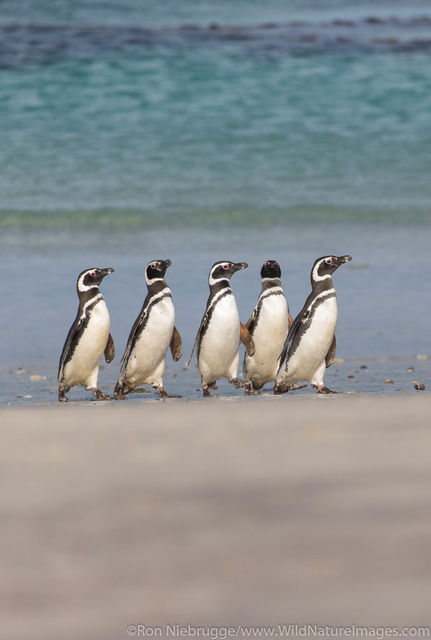Magellanic Penguins