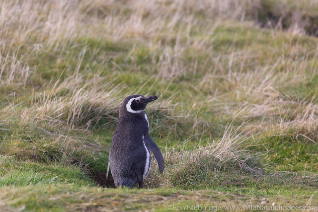 Magellanic Penguin