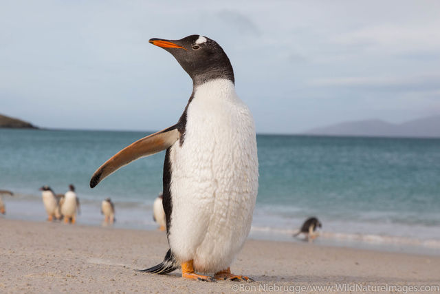 Gentoo Penguin