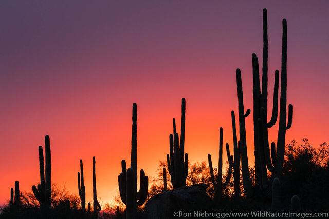 Saguaro Cactus Sunset