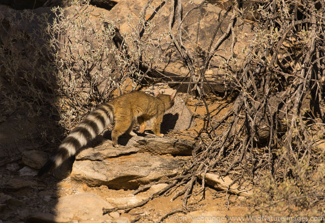 Ring-tailed cat